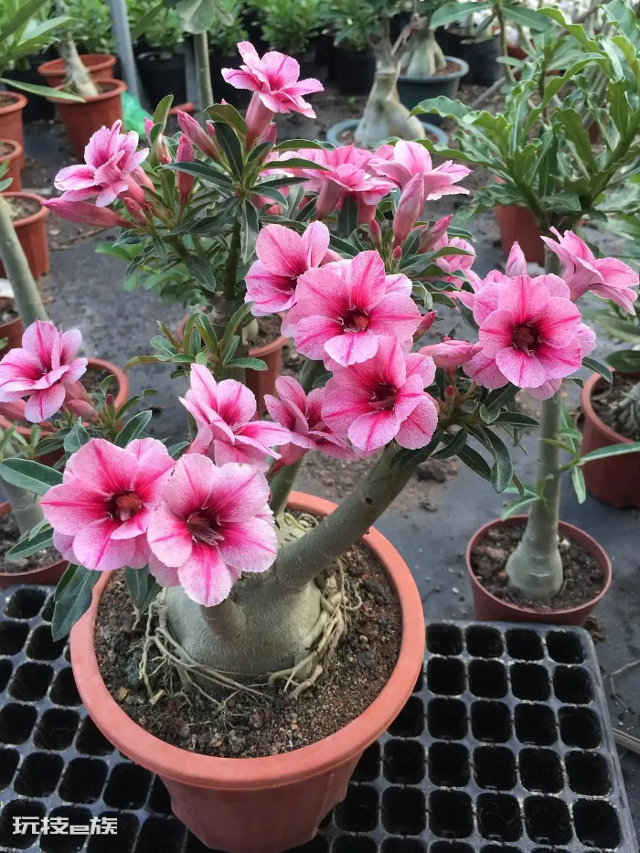 适合懒人养的阳台花卉盆栽(阳台不用打理的必备花卉)-图片3